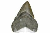 Serrated, Fossil Megalodon Tooth - South Carolina #169198-2